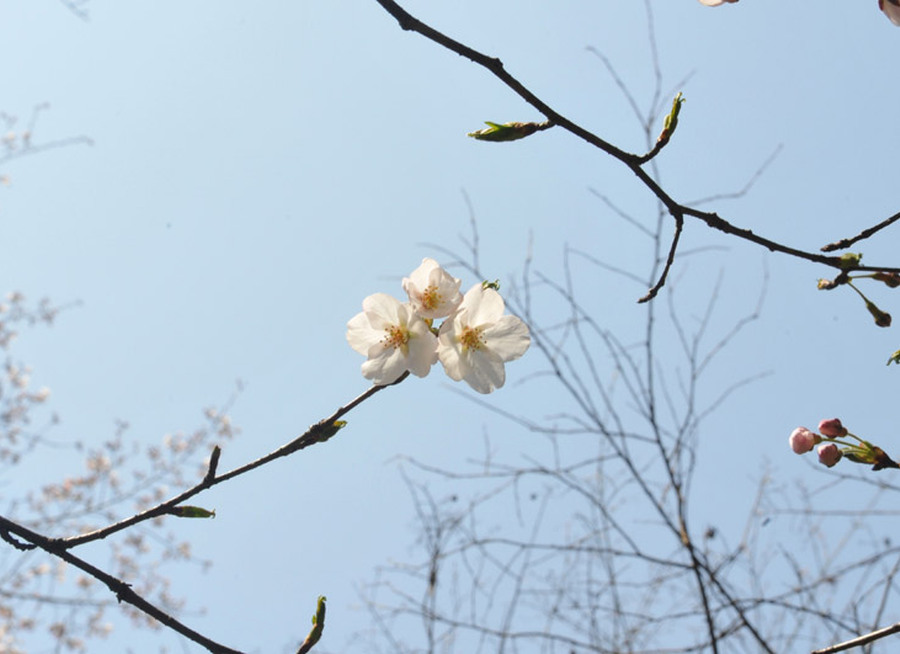 春の風景